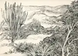 Roberto Burle Marx, Restinga, nanquim sobre papel vegetal