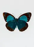 Damien Hirst, Borboleta