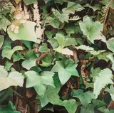 Antonio Peticov, Reflections, 1975, óleo sobre tela