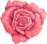 Paulo Von Poser, Rosa, 2002, óleo sobre tela colado em madeira