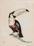 Tucano by Candido Portinari, 1942, gravura a ponta-seca e guache sobre papel, offered Mar 2013