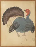 Jiří Trnka, A Turkey