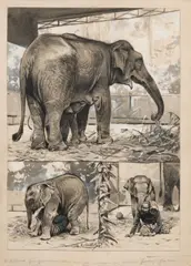 Wilhelm Kuhnert, Elefantenmutter mit Kalb im Berliner Zoo, Tuschzeichnung, weiß gehöht auf Papier