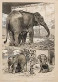 Wilhelm Kuhnert, Elefantenmutter mit Kalb im Berliner Zoo, Tuschzeichnung, weiß gehöht auf Papier