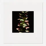 Acanthus (from the Fruit and Flowers suite) by Donald Sultan, 1992, screenprint in colors on Somerset, sold Mar 2022