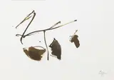 Robert Motherwell, Untitled (D.83-2911), 1983, ink on paper