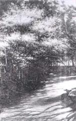 Leonard Stroynowski, Kwitnące magnolie, olej, płótno