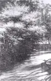 Leonard Stroynowski, Kwitnące magnolie, olej, płótno