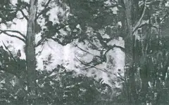 Las wiosną by Stephan Filipkiewicz, olej, dykta, sold Dec 1990