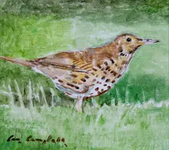 Con Campbell, Song Thrush, Oil on Board