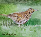 Con Campbell, Song Thrush