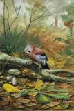 Julian Friers Prua, Jay, Watercolour