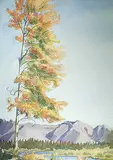 Margaret Shelton, Trees at Vermillion Lakes