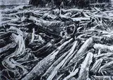 Gordon A. Smith, Untitled - Beach Logs, charcoal on paper
