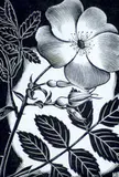 Henry Eric Bergman, Wild Rose