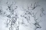 Warner R. Plangg, Untitled - Elk Studies #A.P., etching on paper