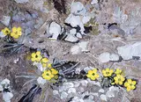 Valerie Hassell, Buttercups, Eastern Arctic, Baffin Island, 1981, acrylic on wood board
