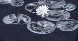 Lily by Walter J. Phillips, 1932, wood engraving on paper, sold Apr 1994
