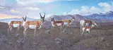 Elmer Schock, Antelope, 1975, oil on canvas board