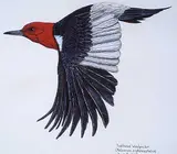 David Charles Grainger, Red Headed Woodpecker [Melanerpes erytgrocephalus], 1976, watercolour and mixed media on paper