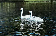 Ken Danby, Swans #55/100, 1983, silkscreen on paper