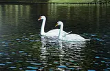 Ken Danby, Swans #55/100, 1983, silkscreen on paper
