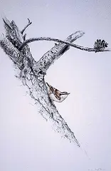 Martin Glen Loates, Red-Breasted Nuthatch #38/125, photolithographic reproduction on paper
