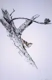 Martin Glen Loates, Red-Breasted Nuthatch #38/125, photolithographic reproduction on paper