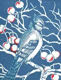 Mary E. Wrinch, Wychwood Blue Jay, relief print with watercolour on paper