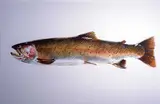 Untitled - Cutthroat Trout by Jack Lee Cowin, 1986, pastel on paper, sold Apr 1993