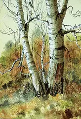Earl Cummins, Birch #2, watercolour on paper