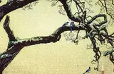 Tōshi Yoshida, Plum Tree and Blue Magpie