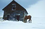 Leonard James Gibbs, Winter Grazing