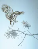 Martin Glen Loates, Saw-Whet Owl #38/125, lithograph on paper