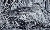 Eric Fitch Daglish, Great Snipe, 1928, wood engraving on paper