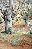 Frederick Arthur Verner, Untitled - Forest View