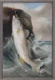 H A Driscoll, Striped Bass, Oil on canvas coastline scene shows a striped bass with hook in mouth against a wave and rock background