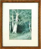 Percy A. Sanborn, Spring Birches, Watercolor scene shows several white birches in springtime foliage with grass and flower covered ground