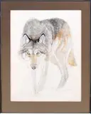 C.S. Humphreys, Wolf, Watercolor scene shows a wolf standing against a white background looking at viewer. Nicely rendered with good detail
