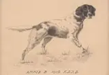 Edmond Henry Osthaus, Pair of Dog Portraits, 1) Watercolor and pencil portrait of a hunting dog standing on grass, facing right