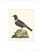 Eleazer Albin, The Ring Ouzell, Colored bird print, Plate No. 39. Double matted and unframed. SIGHT