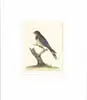 Eleazer Albin, House Swallow, Colored bird print, Plate No. 45. Double matted and unframed. SIGHT