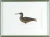 Lawrence Snyder, Yellow Legs Decoy, Hand watercolor print after a carving by A. E. Crowell. Limited Edition No. “149/250”