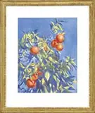Aiden Lassell Ripley, Orange Tree