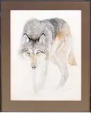 C.S. Humphreys, Wolf, Watercolor scene shows a wolf standing against a white background looking at viewer. Nicely rendered with good detail