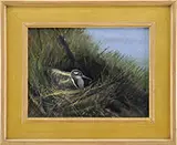 Nicholas Coleman, Hidden in the Brush – Painted Snipe, Oil on board wildlife scene shows a bird in a nest amongst tall grass with blue sky/water