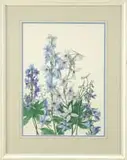 Ethlynde Smith, Delphiniums, Watercolor flower scene shows dark, light blue, and white flowers with green stems against a white background