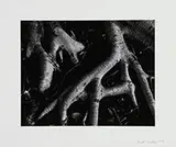 Brett Weston, Banyan Roots, Hawaii