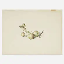 Dalia Ramanauskas, More Little Green Apples, 1967, ink on paper