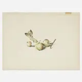 Dalia Ramanauskas, More Little Green Apples, 1967, ink on paper